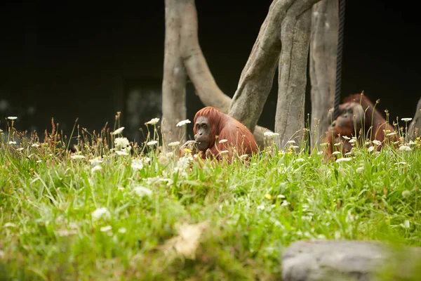 Retrato Orangutanes Asiáticos Divertidos Aburridos Adultos Hombres Sentados Aire Libre — Foto de Stock