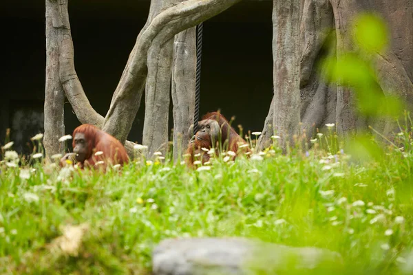 Retrato Orangutanes Asiáticos Divertidos Aburridos Adultos Hombres Sentados Aire Libre — Foto de Stock