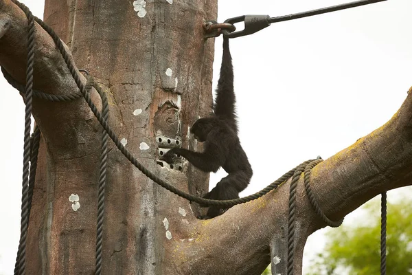 Primer Plano Madre Bebé Siamnang Gibbon Comiendo Comida —  Fotos de Stock
