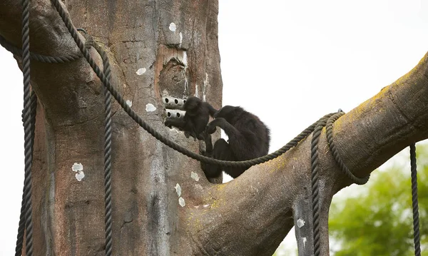 Primer Plano Madre Bebé Siamnang Gibbon Comiendo Comida —  Fotos de Stock