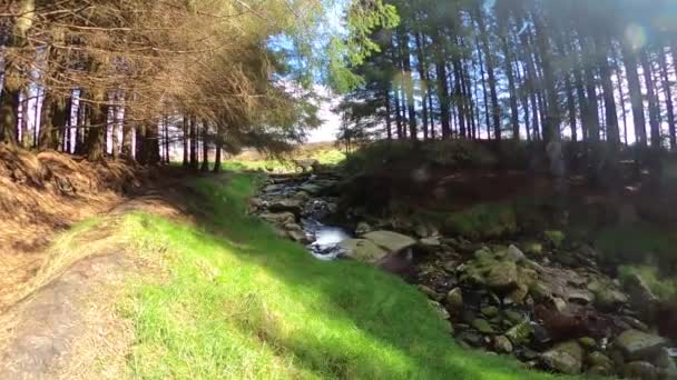Paysage Fluvial Idyllique Avec Verdure Mystères Forêt Paysage Vert — Video