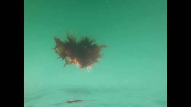 狮子的鬃毛水母 旁边有海虱在海水中 — 图库视频影像