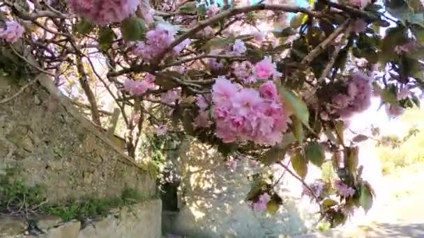 Fermer Branche Avec Des Fleurs Cerisier Rose Conception Douce Floue — Video