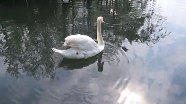 白い白鳥の青い湖で サイドビューは非常にクローズアップ — ストック動画