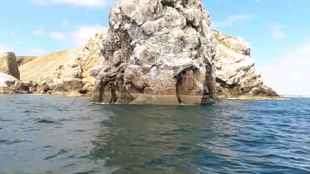 Kolonia Północnego Granatu Skale Wyspy Irlandii Dziki Ptak Naturze — Wideo stockowe