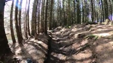 Gündüzleri yosun ve otlarla dolu sihirli bir çam ağacı ormanı..