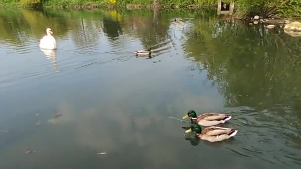 Πάπιες Που Κολυμπούν Μια Λίμνη Πράσινο Νερό Ενώ Ψάχνουν Για — Αρχείο Βίντεο