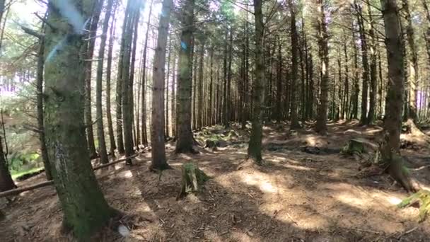 Волшебный Сосновый Лес Течение Дня Мхом Травой — стоковое видео