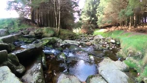 Pemandangan Sungai Idyllic Dengan Tanaman Hijau Hutan Misteri Lanskap Hijau — Stok Video