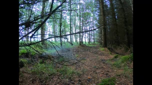 Une Forêt Pins Magique Pendant Journée Avec Mousse Herbe — Video