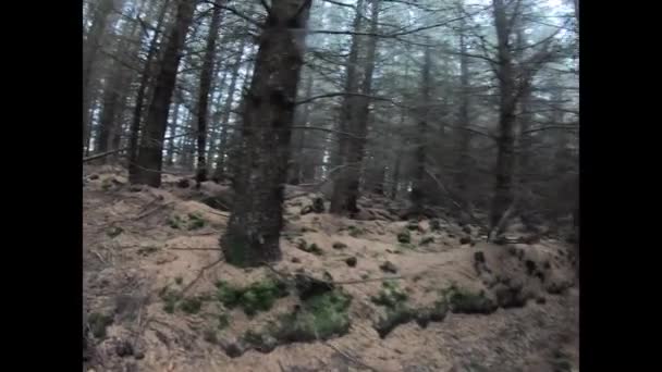 Uma Floresta Mágica Pinheiros Durante Dia Com Musgo Grama — Vídeo de Stock