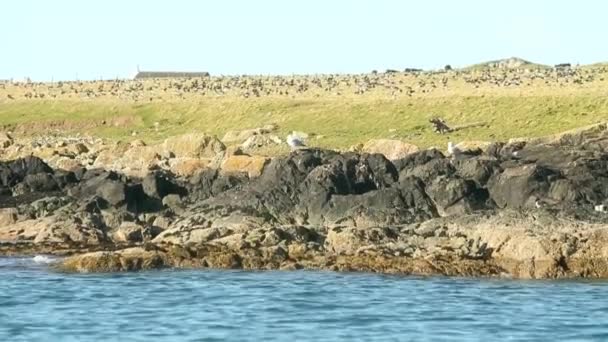 成群结队的加拿大鹅和野鸭在岛上着陆以恢复体力 — 图库视频影像