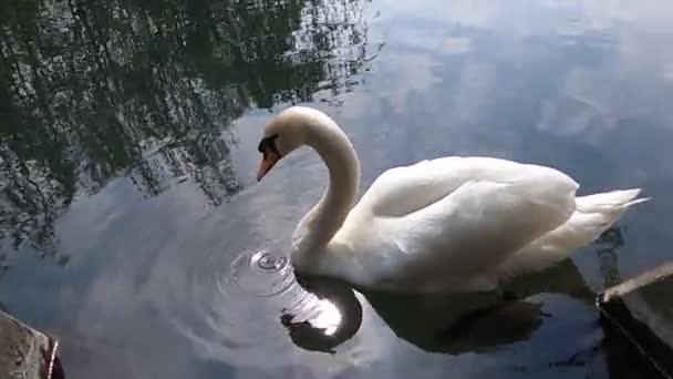 白い白鳥の青い湖で サイドビューは非常にクローズアップ — ストック動画