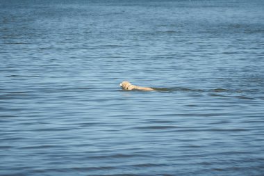 Mavi denizde yüzen beyaz köpek portresi