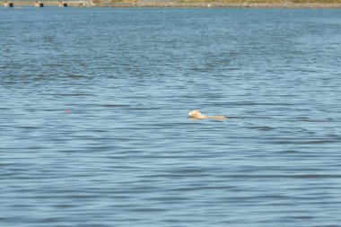 Mavi denizde yüzen beyaz köpek portresi
