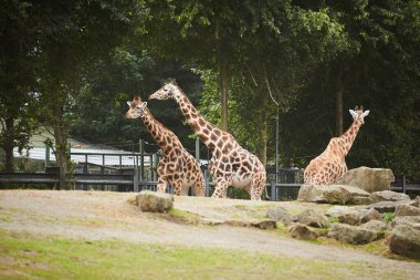 Zürafa sürüsü, sıcak bir yaz gününde hayvanat bahçesinde bir arada duran aile.