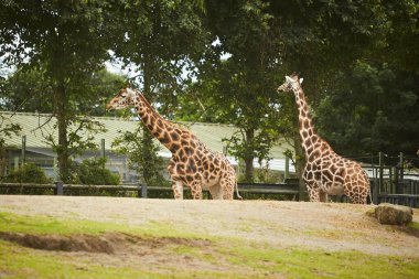 Zürafa sürüsü, sıcak bir yaz gününde hayvanat bahçesinde bir arada duran aile.