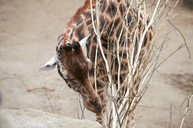 Hayvanat bahçesindeki baş ve zürafa portresi