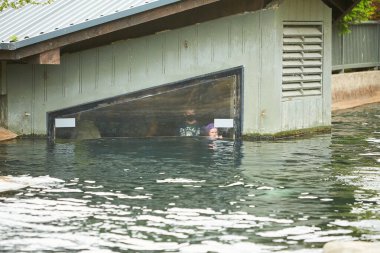 Dublin, İrlanda - 08.03.2021: Akvaryumdaki insanlar hayvanat bahçesindeki fokları izliyor.