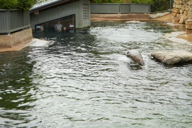 Dublin, İrlanda - 08.03.2021: Akvaryumdaki insanlar hayvanat bahçesindeki fokları izliyor.