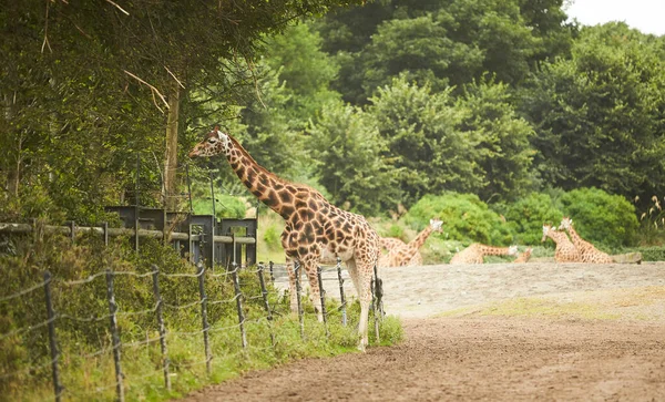 Giraffe Herd Family Standing Together Zoo Hot Summers Day — Stock Photo, Image
