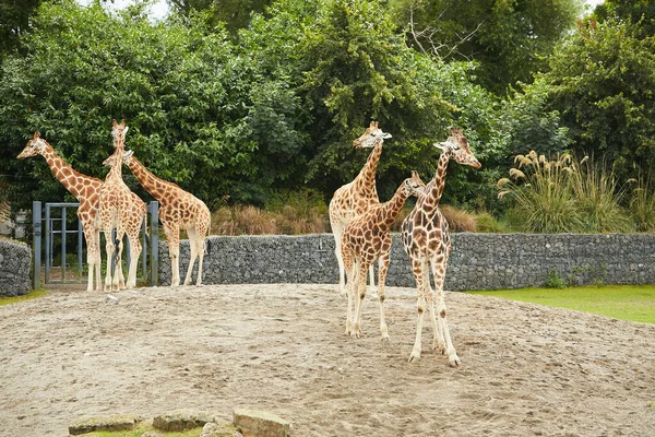 Giraffe Herd Family Standing Together Zoo Hot Summers Day — Stock Photo, Image