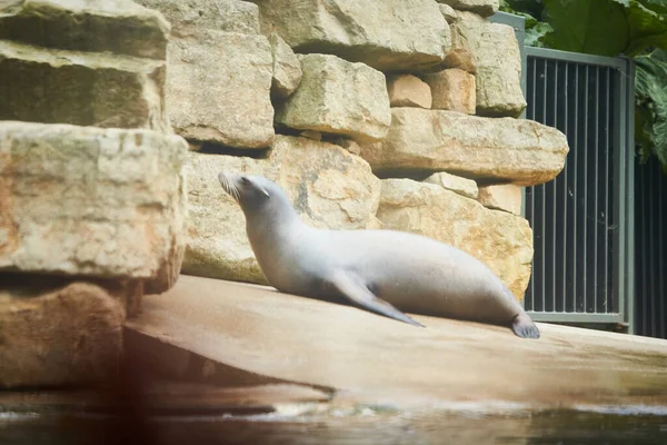 Funny seals on a stone in the zoo.