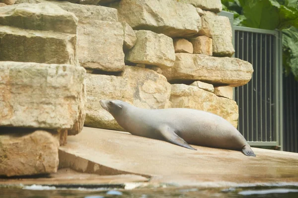 Grappige Zeehonden Een Steen Dierentuin — Stockfoto