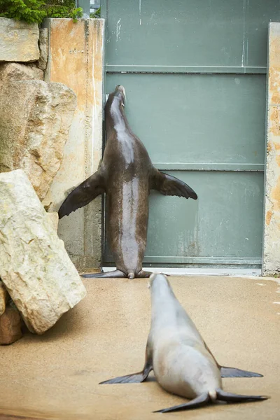 Vtipné Pečetě Kameni Zoo — Stock fotografie