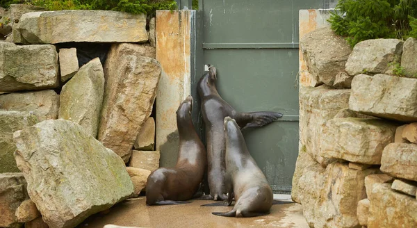 Vtipné Pečetě Kameni Zoo — Stock fotografie