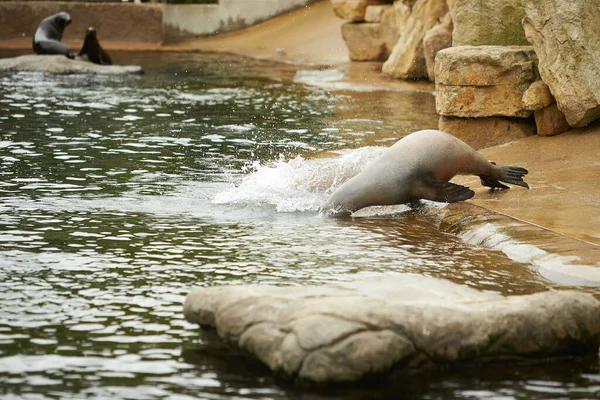 Funny seals on a stone in the zoo.