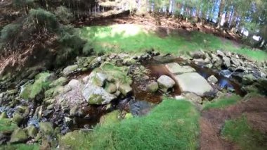 Yeşilliklerle donatılmış bir nehir manzarası. Gizemli Orman. Yeşil manzara