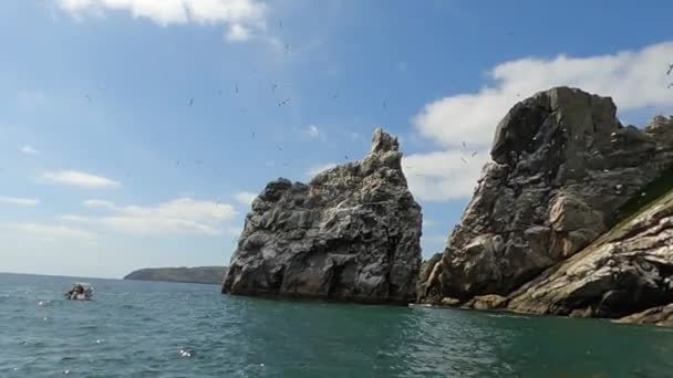 Kolonia Północnego Granatu Skale Wyspy Irlandii Dziki Ptak Naturze — Wideo stockowe