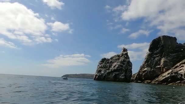 Kolonia Północnego Granatu Skale Wyspy Irlandii Dziki Ptak Naturze — Wideo stockowe