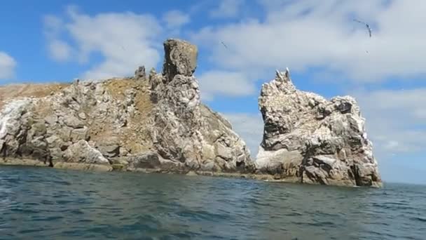 爱尔兰岛岩石上北方石榴石的殖民地 野外的野鸟 — 图库视频影像