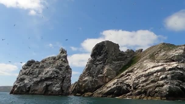 Colony Northern Garnet Rock Island Ireland Wild Bird Wild — Stock Video