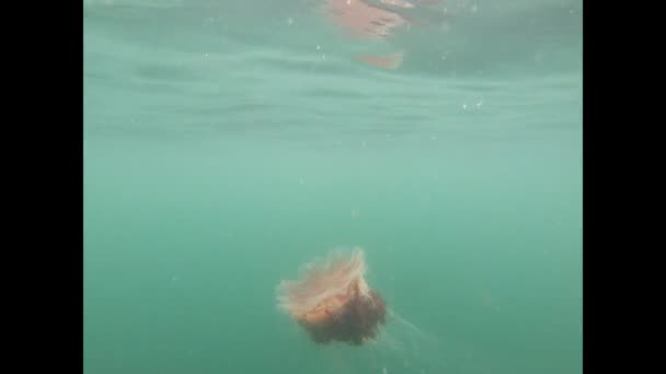 Medusas Melena León Con Piojos Mar Lado Agua Mar — Vídeos de Stock