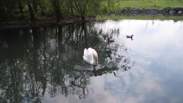 Bílá Labuť Modrém Jezeře Pohled Zblízka — Stock video