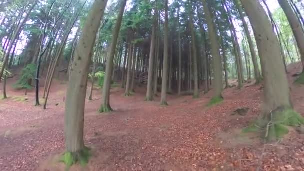 Uma Floresta Mágica Pinheiros Durante Dia Com Musgo Grama — Vídeo de Stock