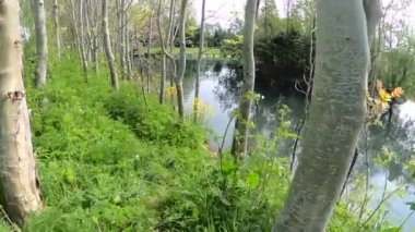 Gri balıkçıl (Ardea cinerea) gölette sazlıkta