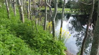 Gri balıkçıl (Ardea cinerea) gölette sazlıkta