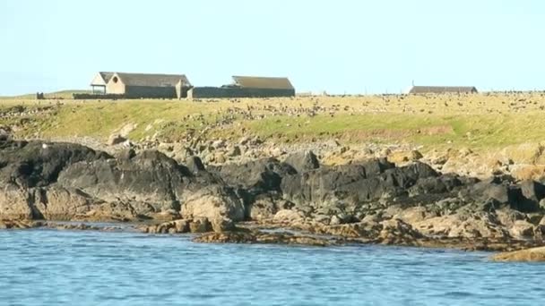 成群结队的加拿大鹅和野鸭在岛上着陆以恢复体力 — 图库视频影像