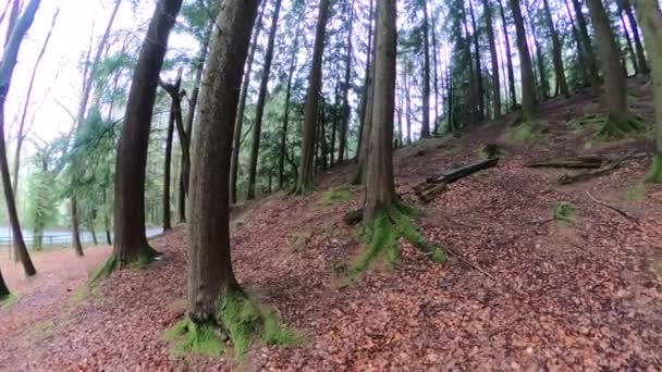 Uma Floresta Mágica Pinheiros Durante Dia Com Musgo Grama — Vídeo de Stock