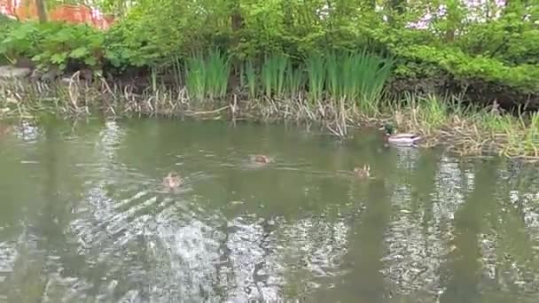 Kachna Plave Jezírku Kolem Něj Jsou Malé Kachničky Fotografie Divoké — Stock video