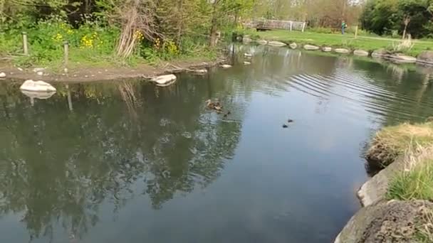 Canard Nage Sur Étang Petits Canards Autour Photo Nature Sauvage — Video