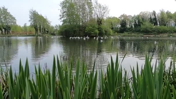 Pato Nada Estanque Hay Pequeños Patos Alrededor Foto Naturaleza Salvaje — Vídeo de stock