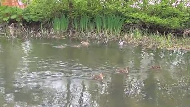 Pato Nada Estanque Hay Pequeños Patos Alrededor Foto Naturaleza Salvaje — Vídeo de stock