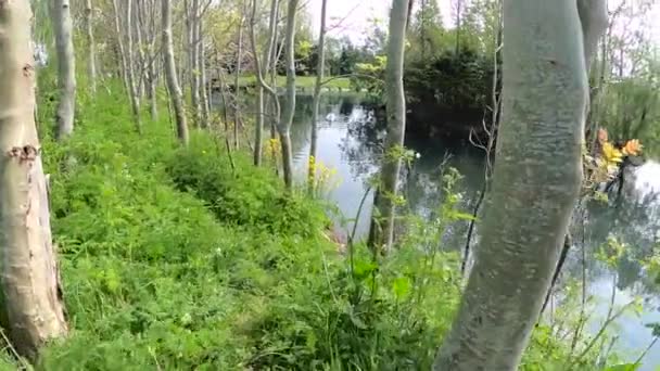 池で葦の灰色のヒロン Ardea Cinerea — ストック動画