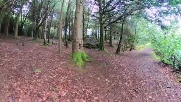 Une Forêt Pins Magique Pendant Journée Avec Mousse Herbe — Video