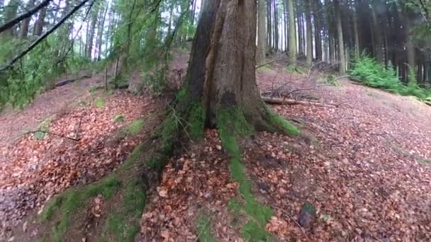Чарівний Сосновий Ліс Вдень Мохом Травою — стокове відео